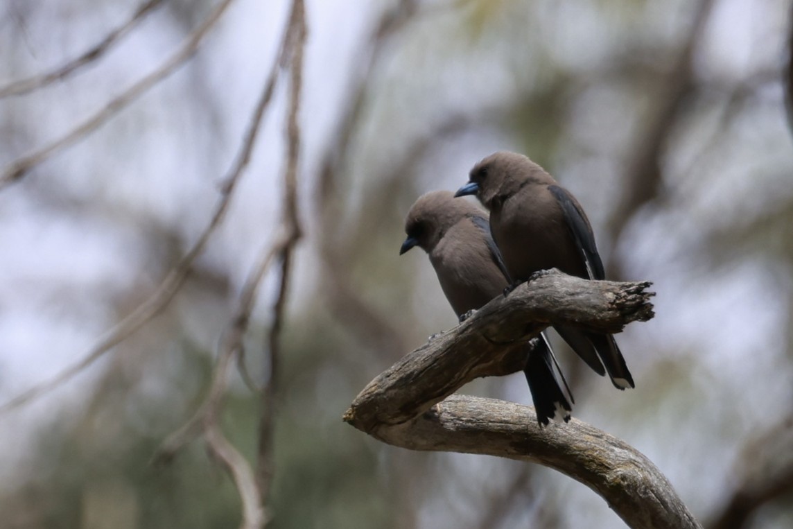 Langrayen sordide - ML646695003