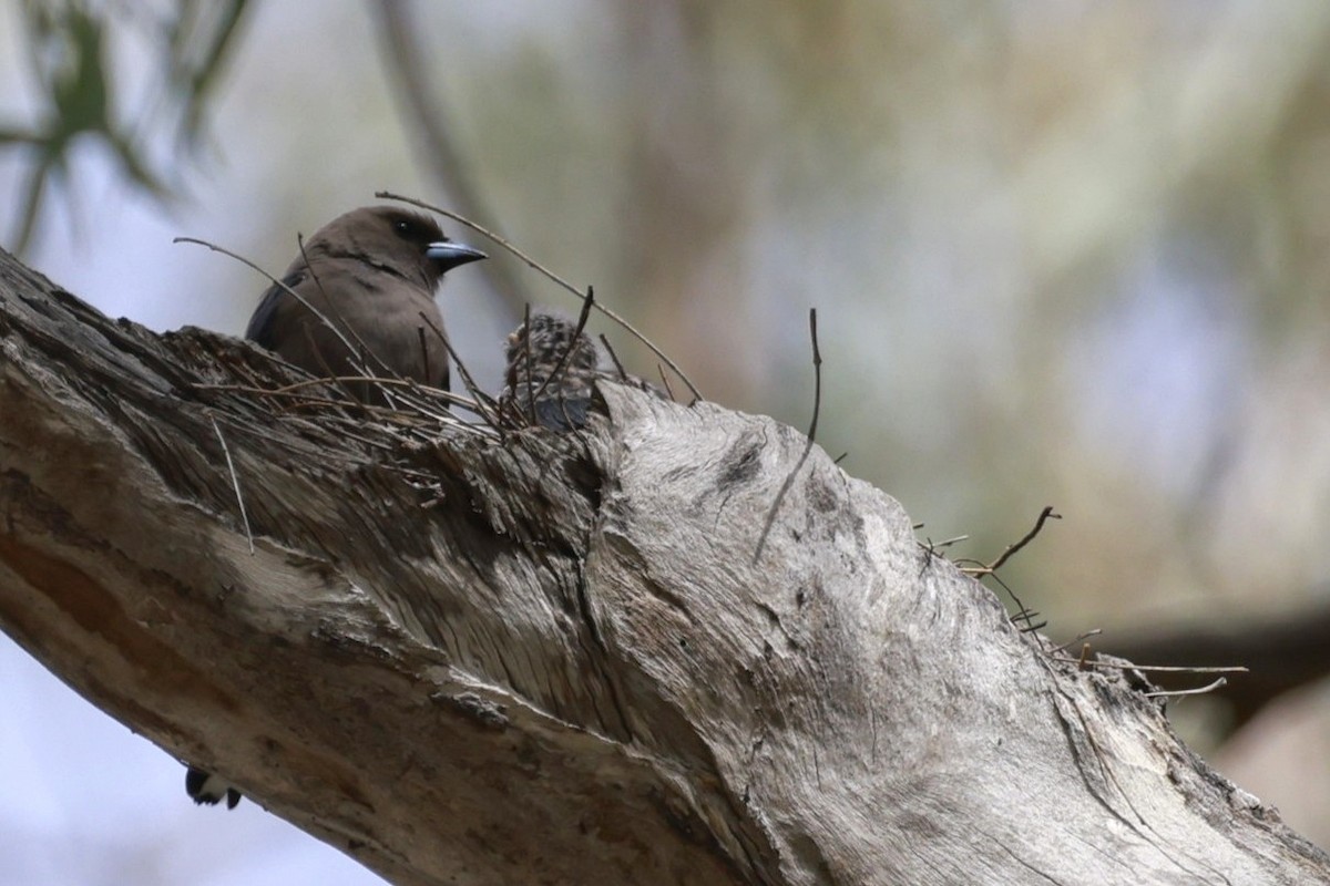 Langrayen sordide - ML646695004