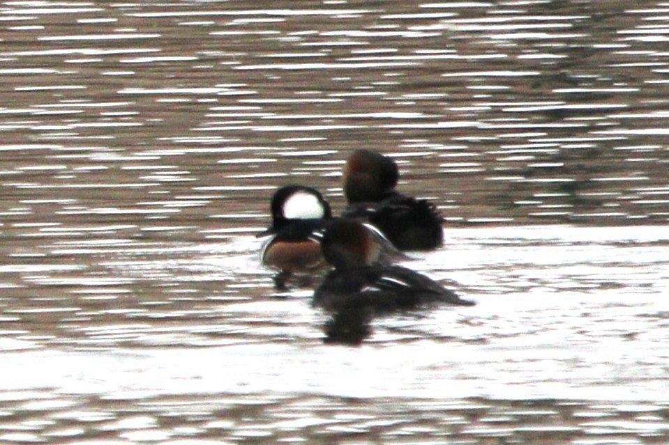 Smergo dal cappuccio - ML646695006