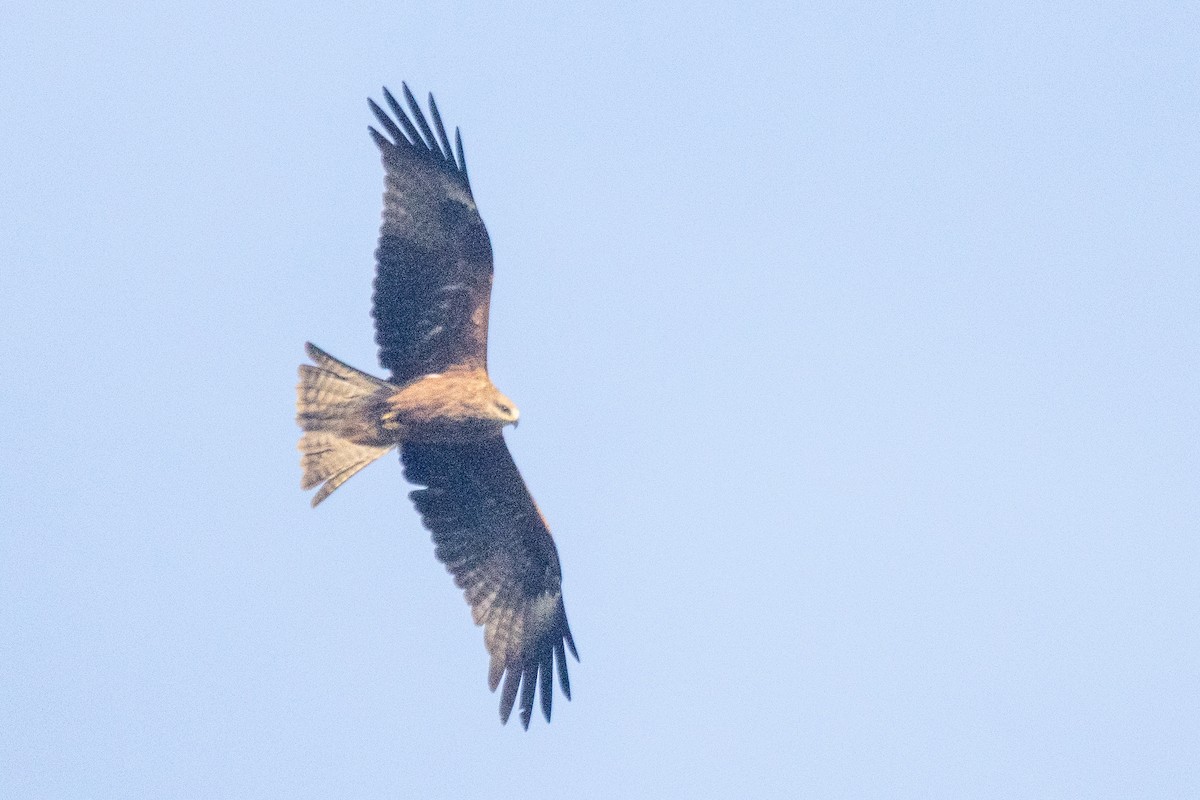 Black Kite - ML646695007