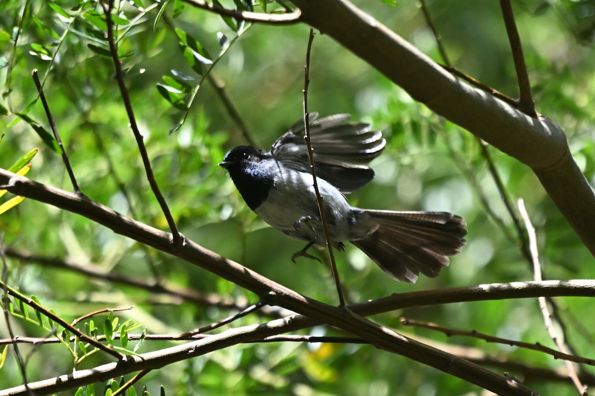 African Crested Flycatcher - ML646695008