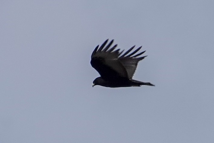 Busardo Aura - ML646695021