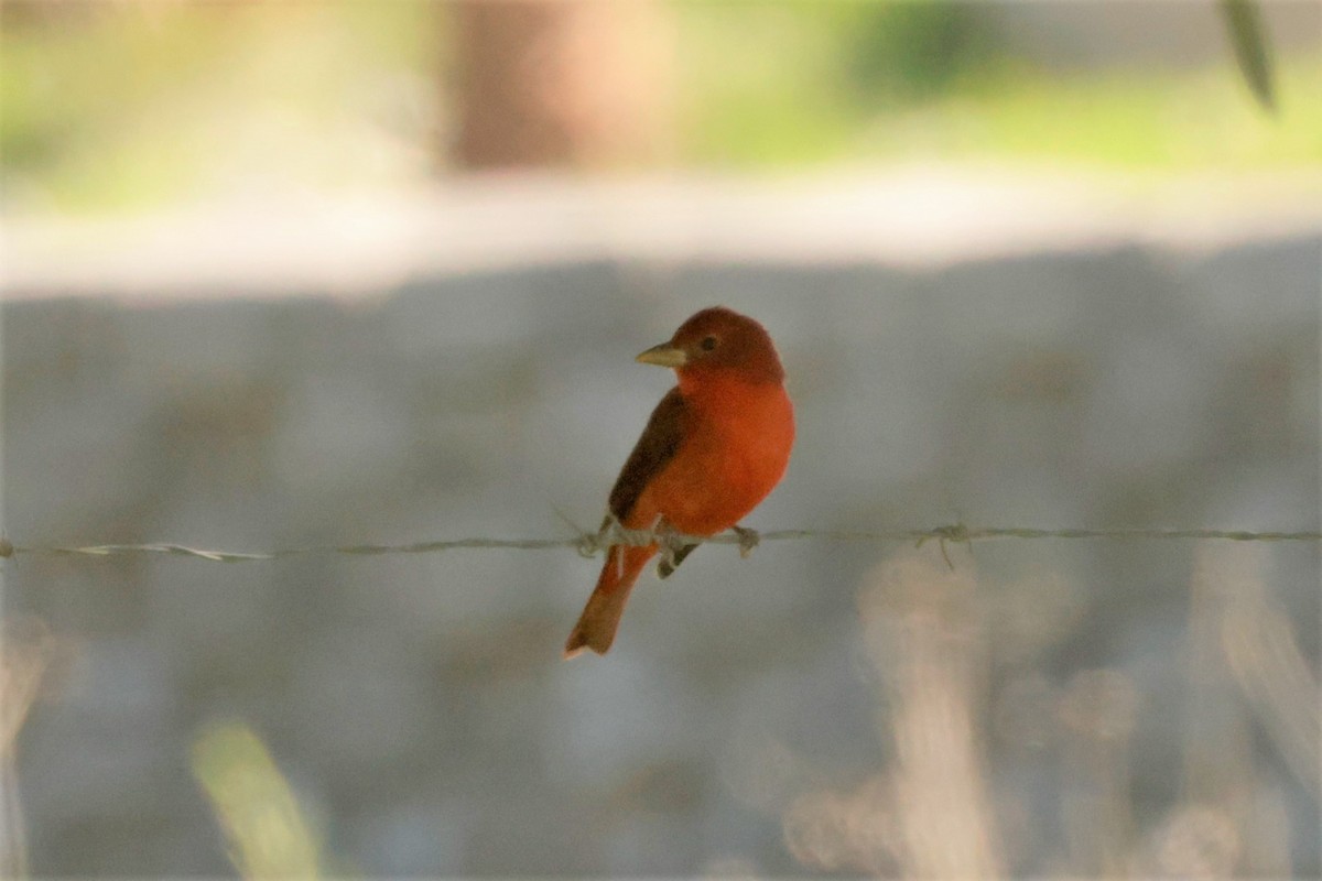Summer Tanager - ML646695027