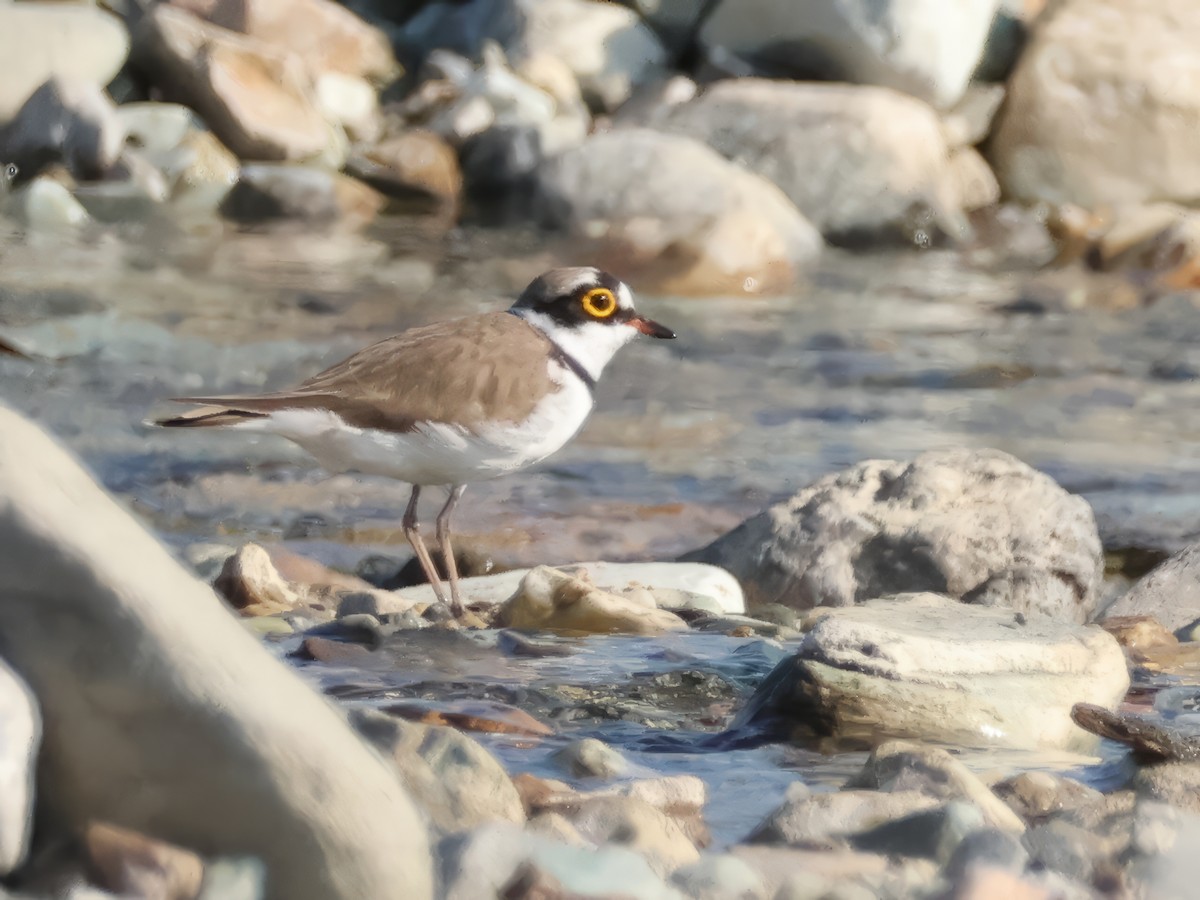 Little Ringed Plover - ML646695029