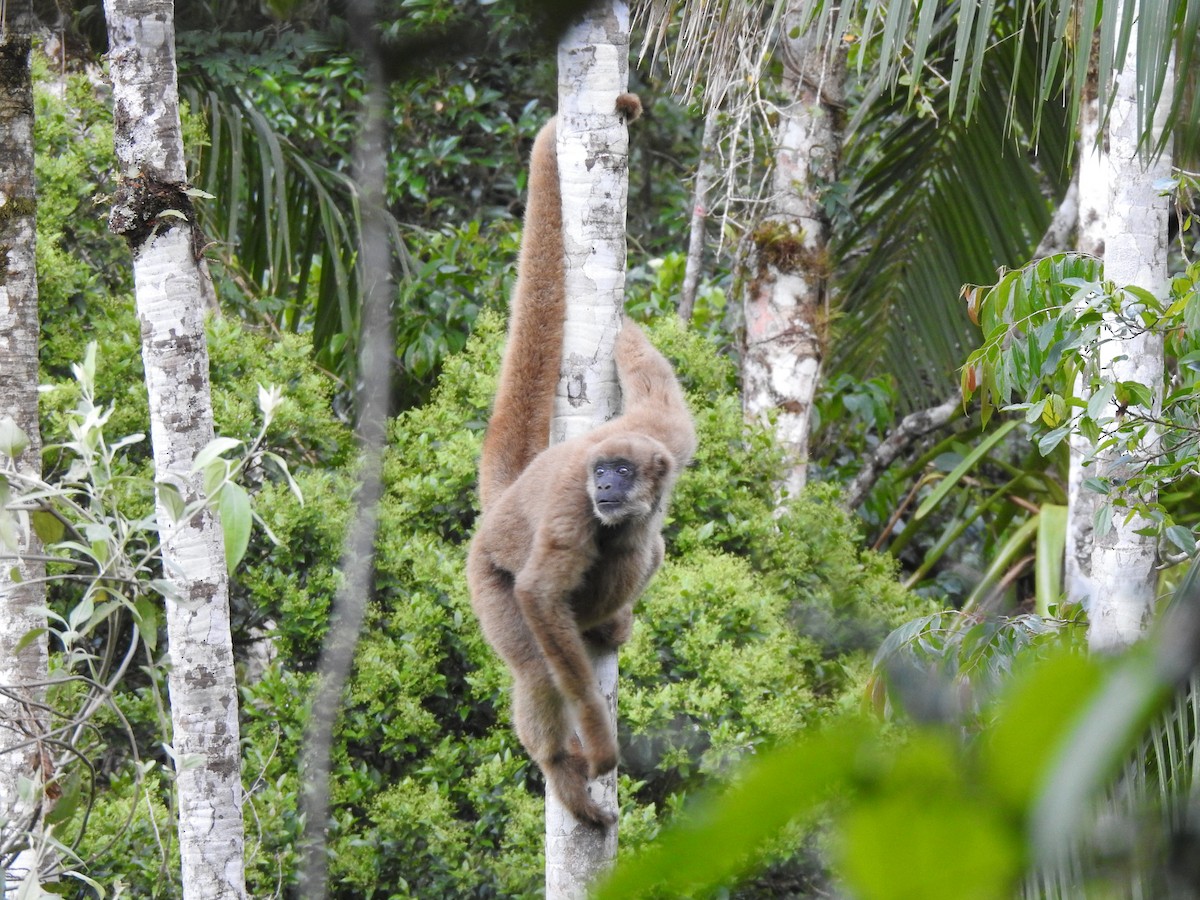 Southern Muriqui - ML646695030