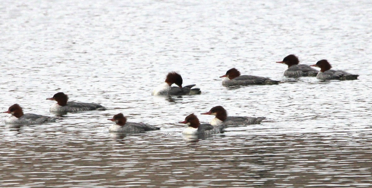 Smergo minore - ML646695031