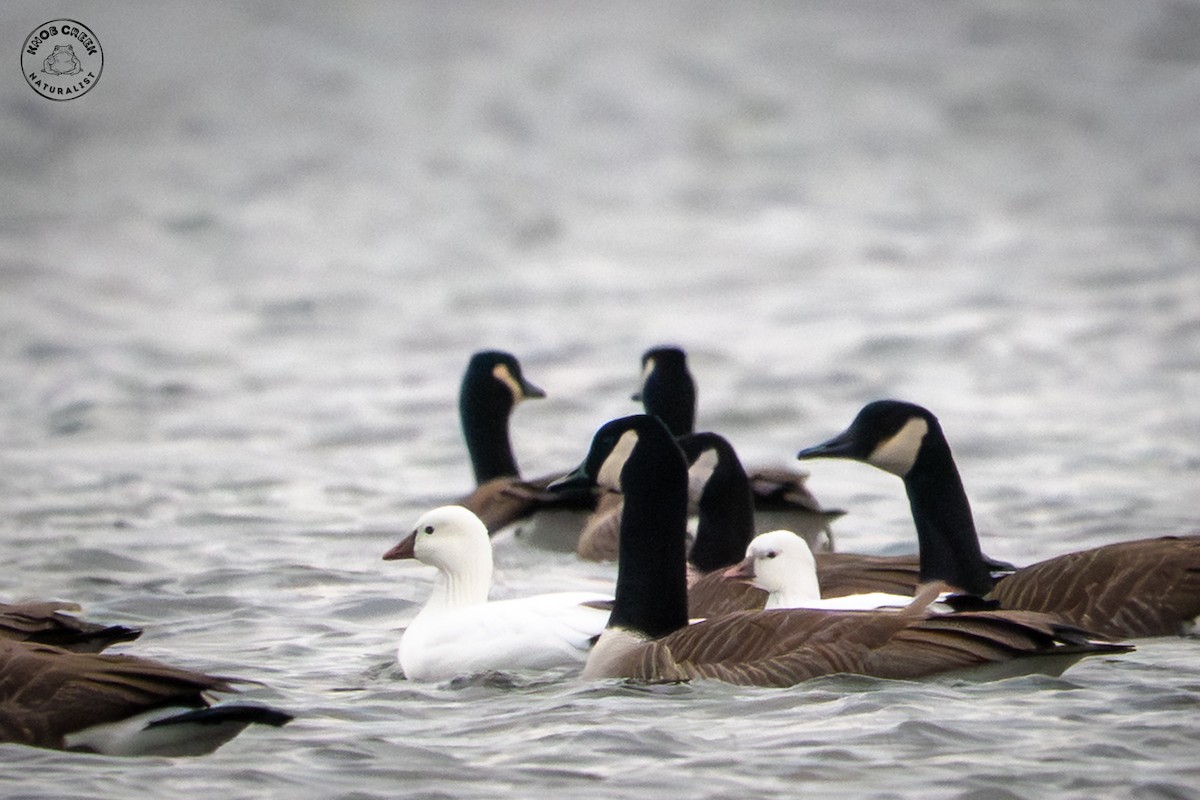 Ross's Goose - ML646695032