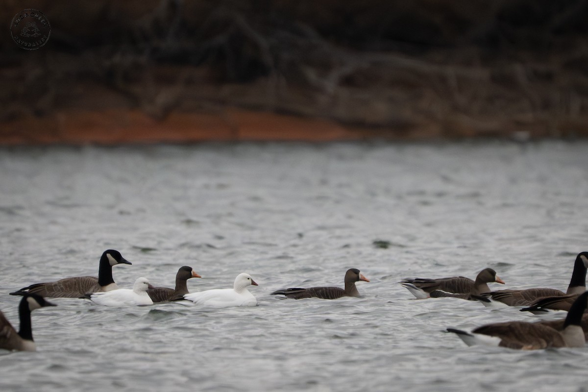 Ross's Goose - ML646695033