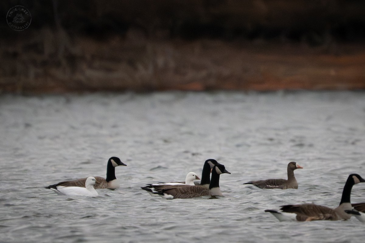 Ross's Goose - ML646695034
