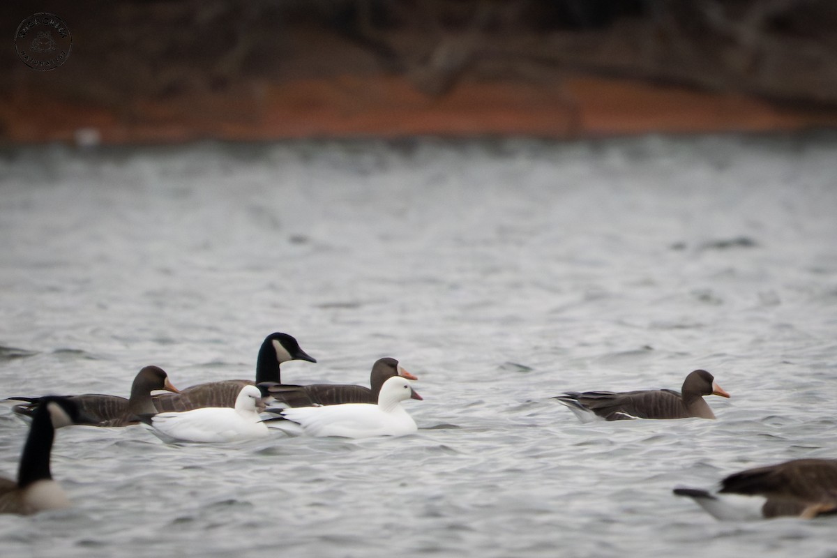 Ross's Goose - ML646695035