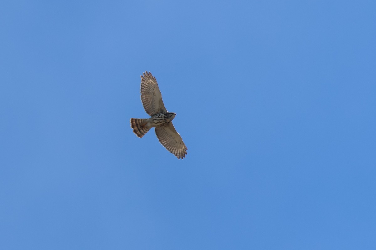 ミナミハイイロノスリ - ML646695037