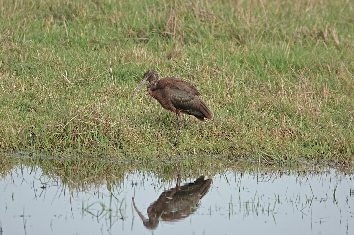Glossy Ibis - ML646695041
