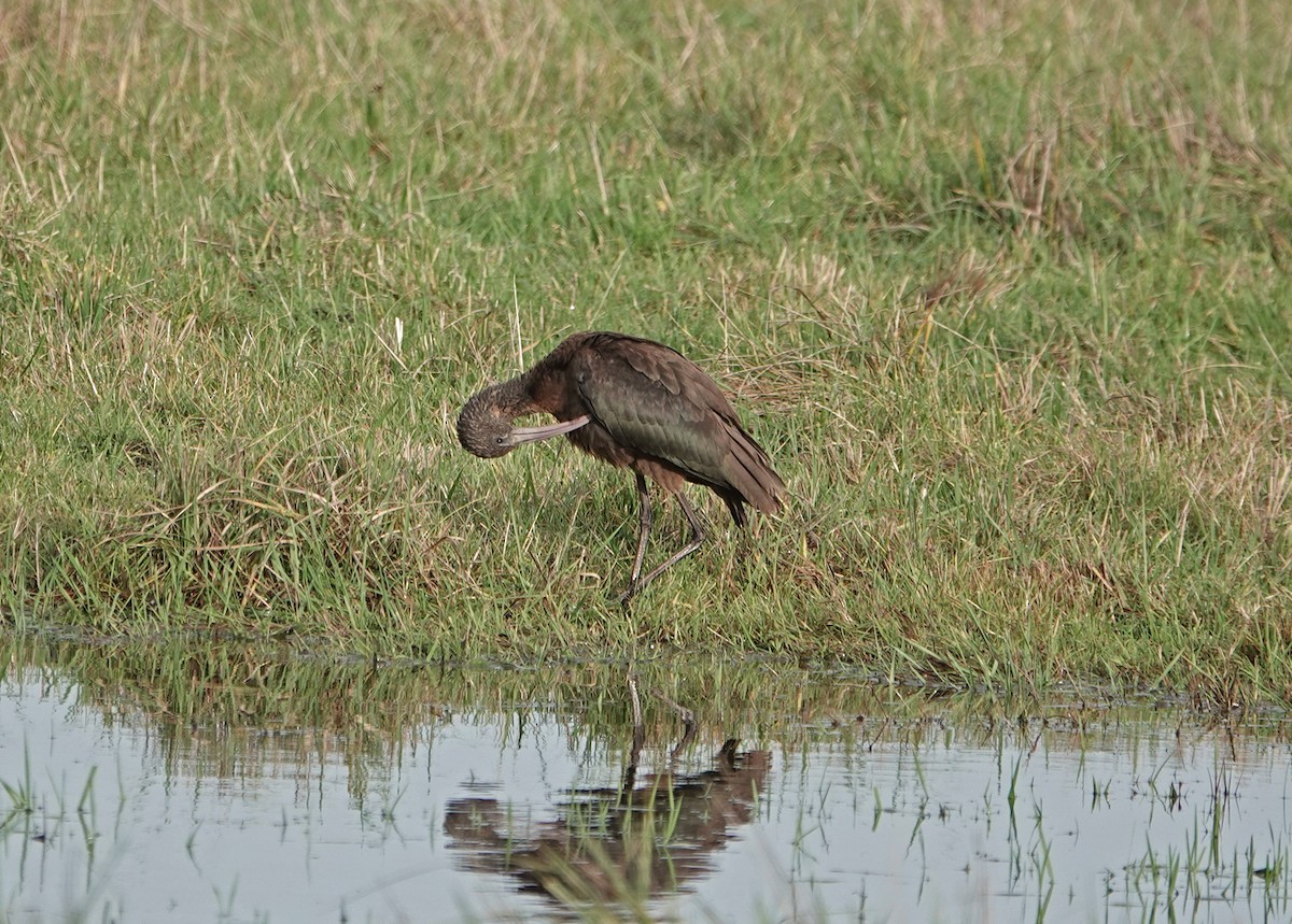 Glossy Ibis - ML646695042