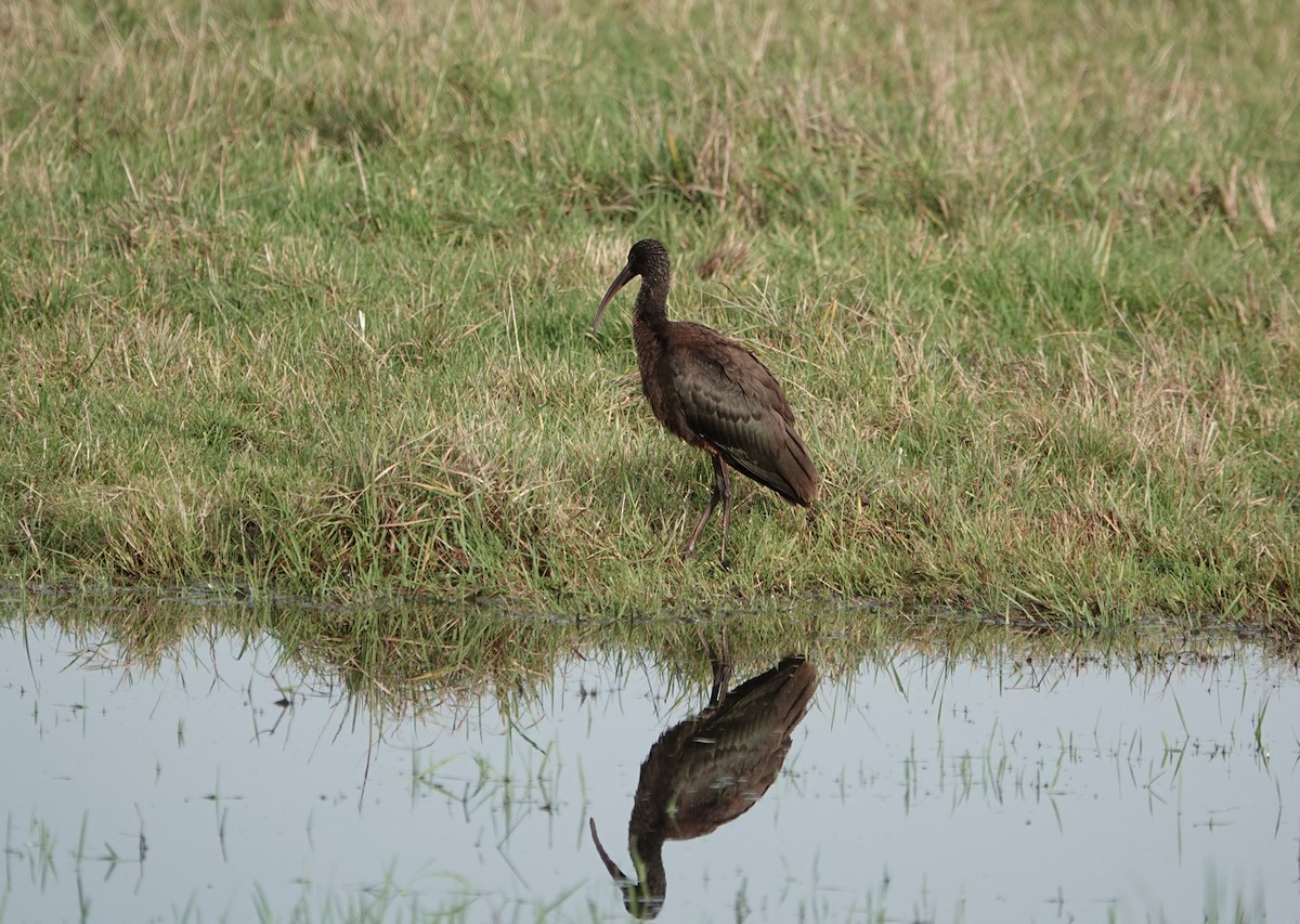 Glossy Ibis - ML646695043