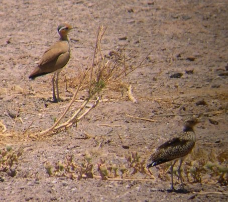 Burchell's Courser - ML646695046