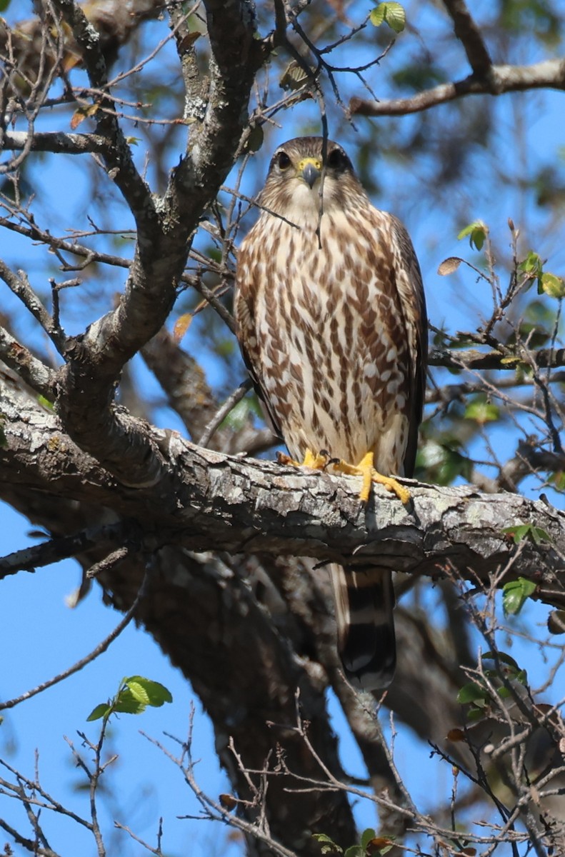 コチョウゲンボウ - ML646695047