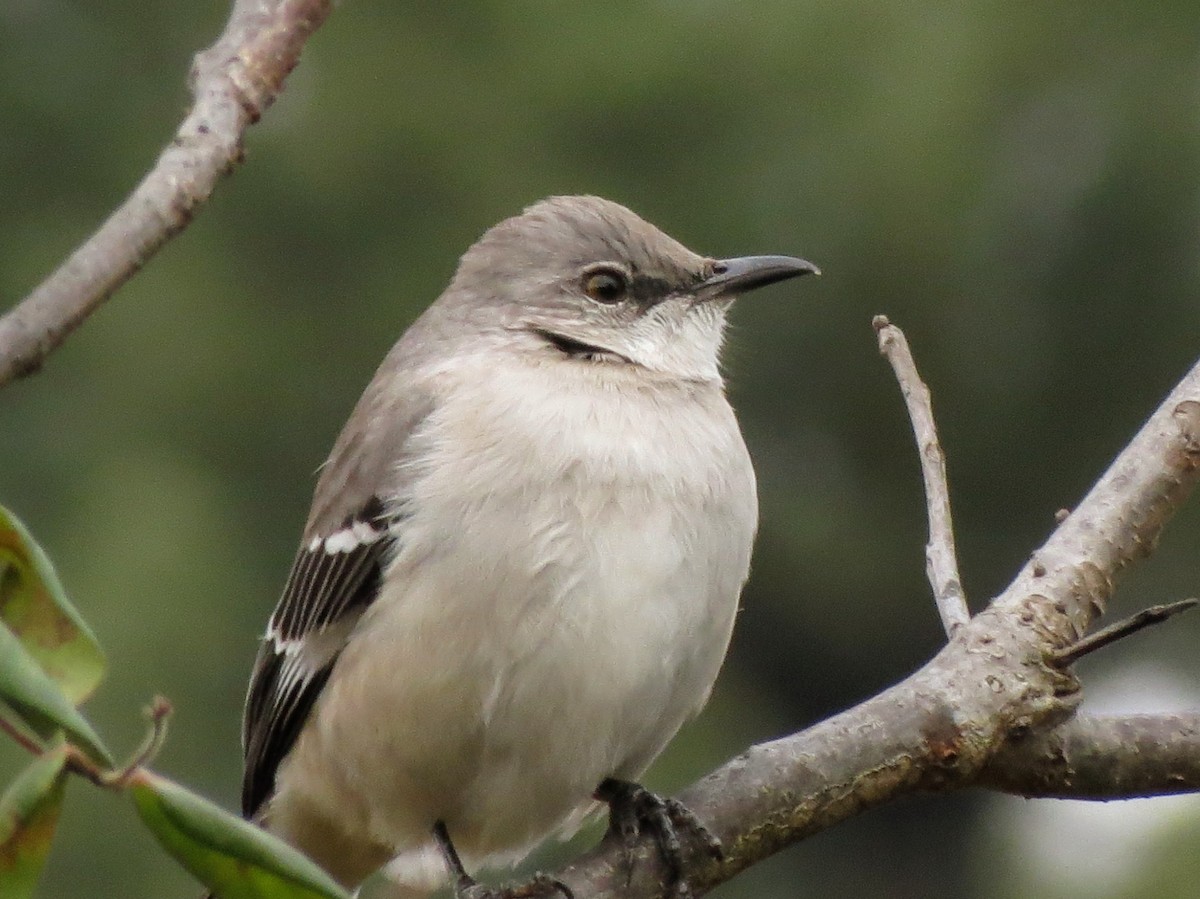חקיינית צפונית - ML646695048