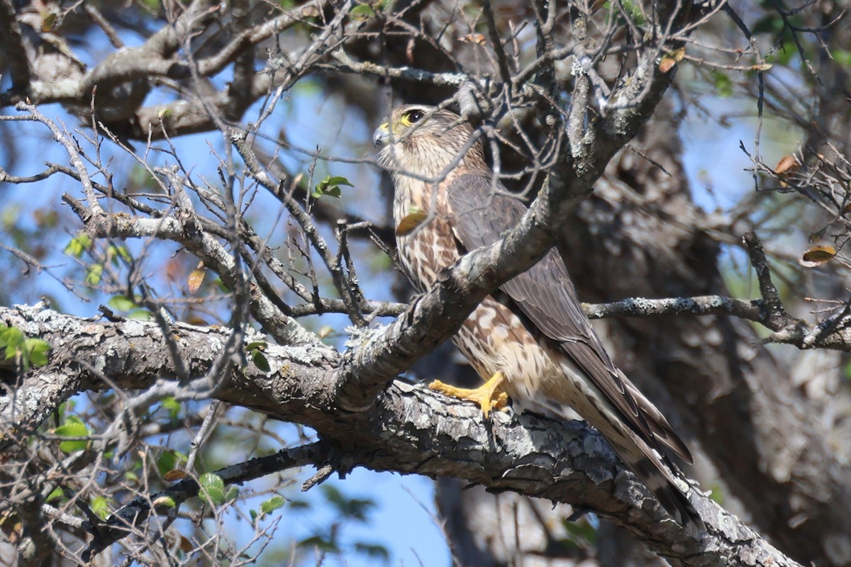 コチョウゲンボウ - ML646695050