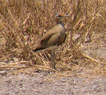 Burchell's Courser - ML646695052