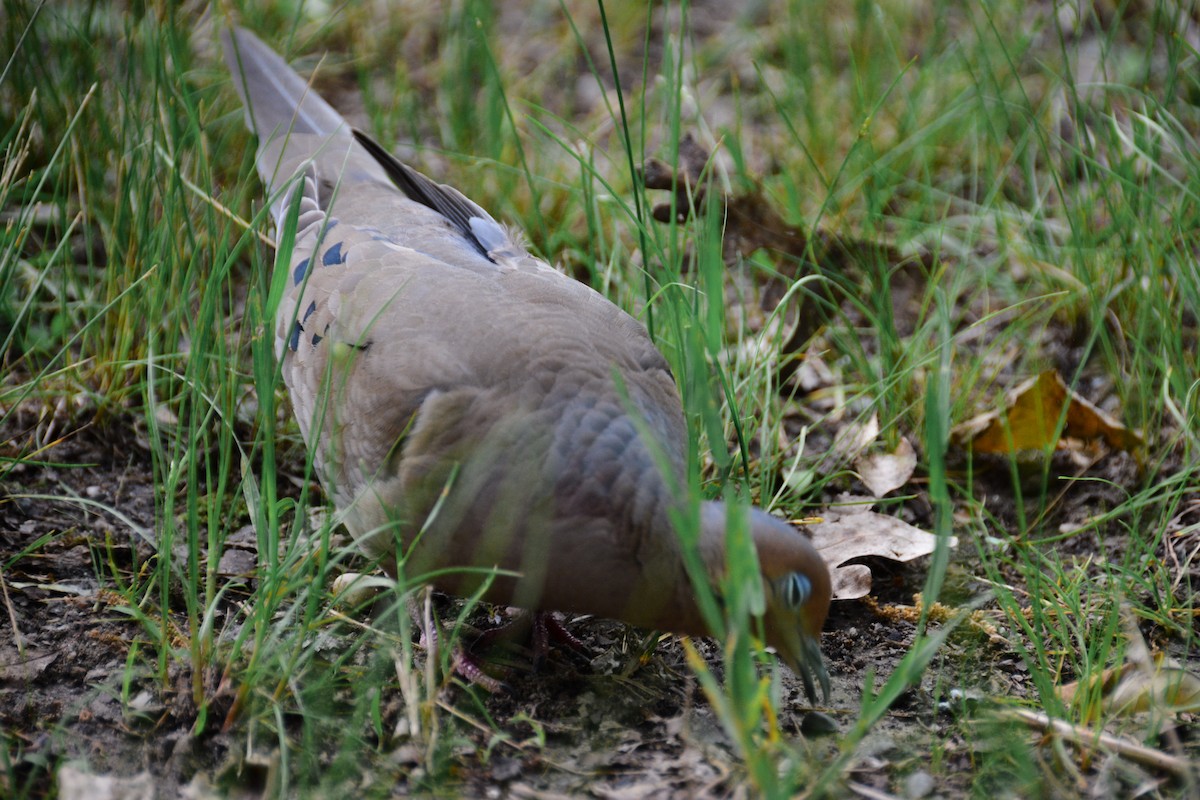 Mourning Dove - ML646695053