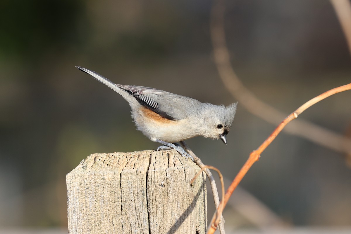 Tufted Titmouse - ML646695056
