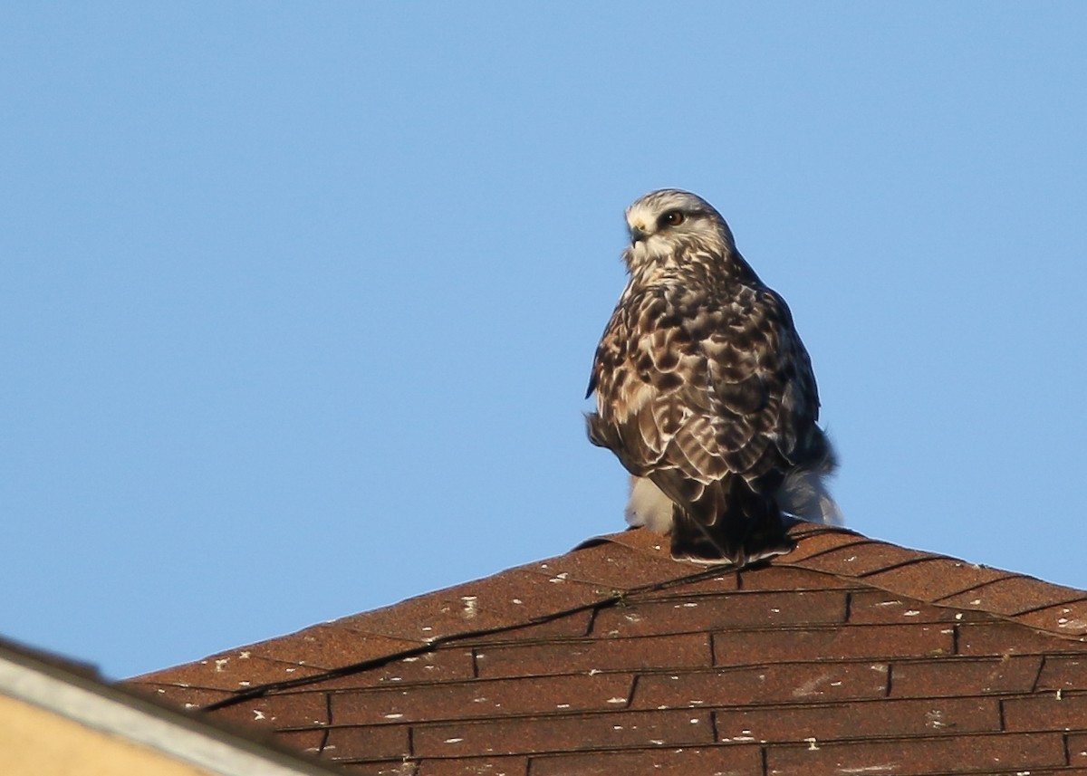 Rough-legged Hawk - ML646695057