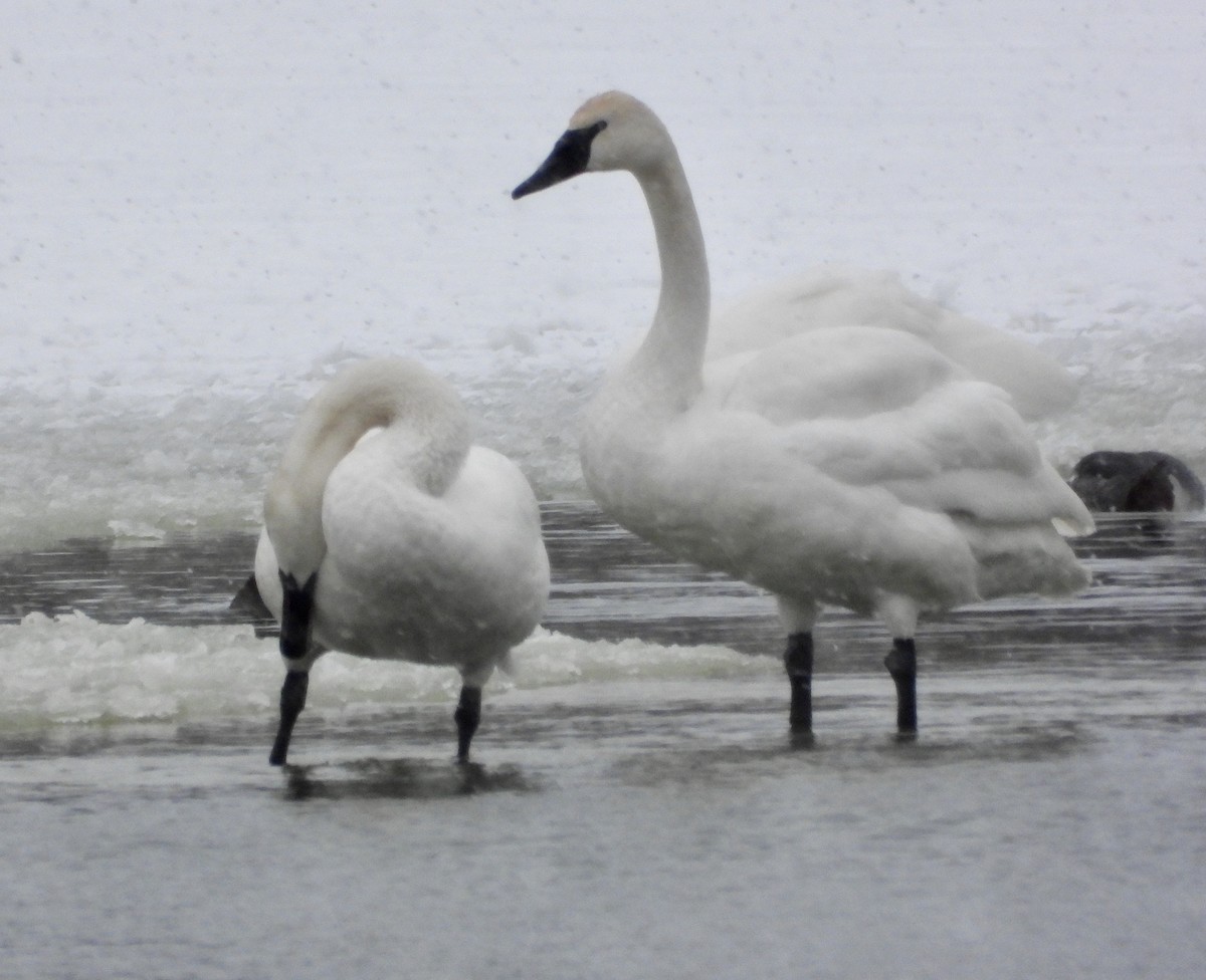Cisne Trompetero - ML646695058