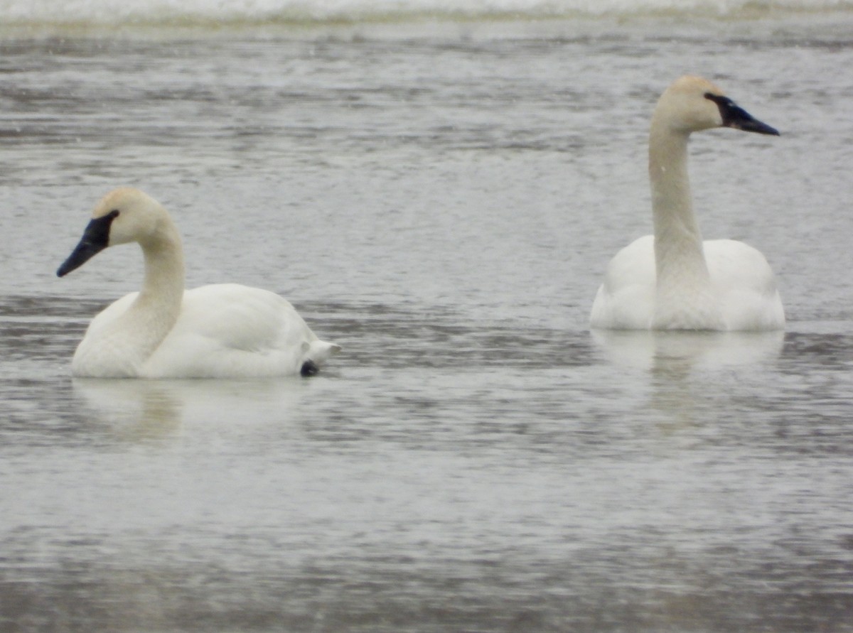 Cisne Trompetero - ML646695059