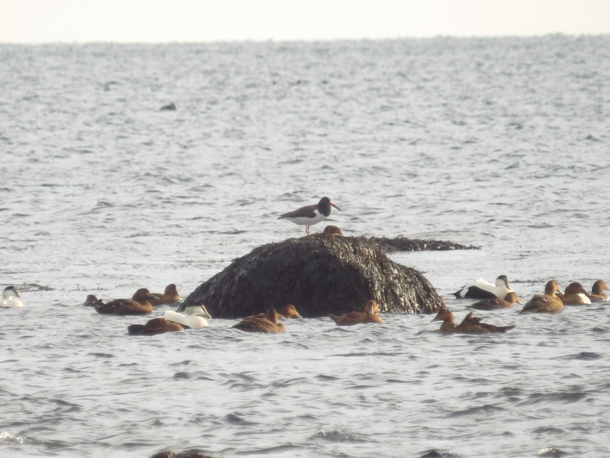 American Oystercatcher - ML646695060