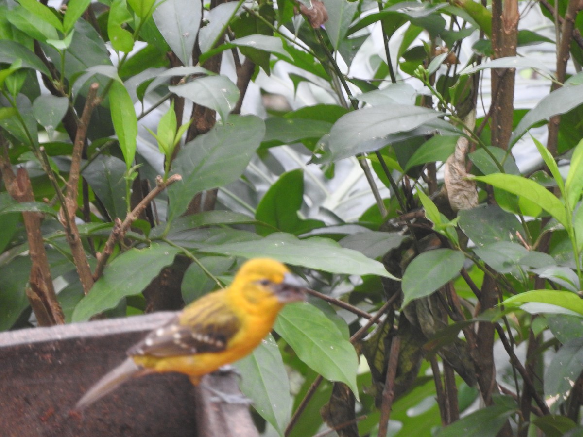 Kuzeyli Sarı Kocabaş - ML646695061