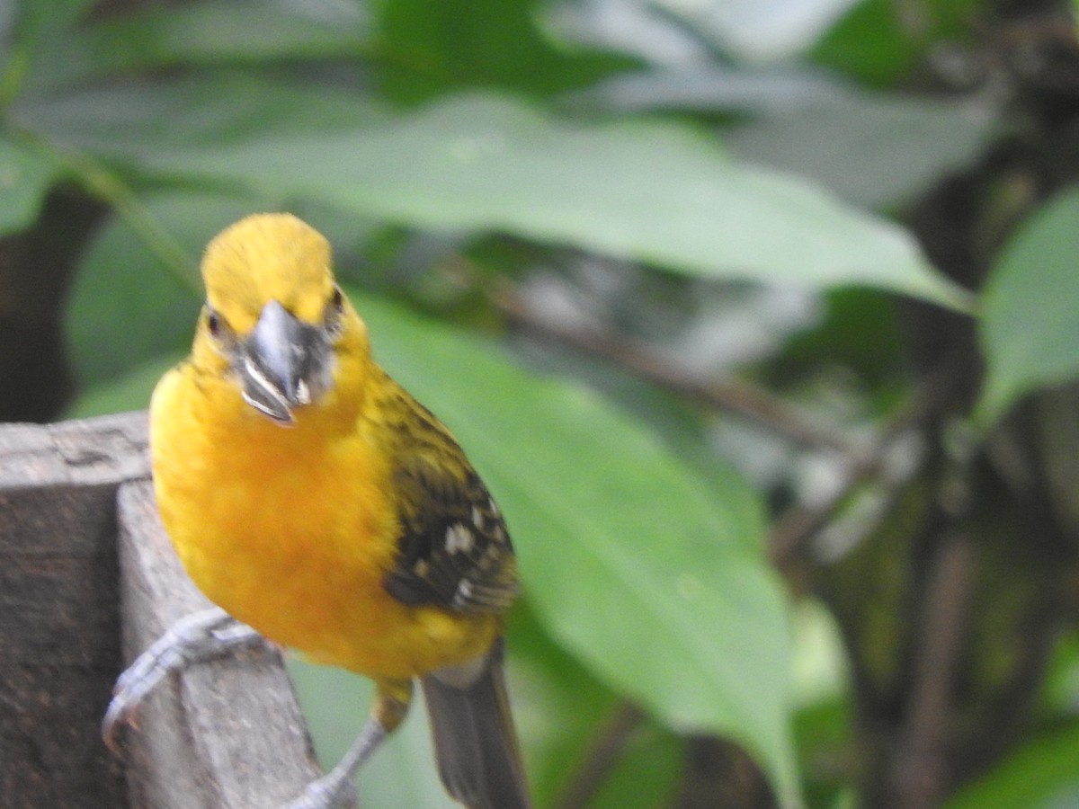 Kuzeyli Sarı Kocabaş - ML646695062