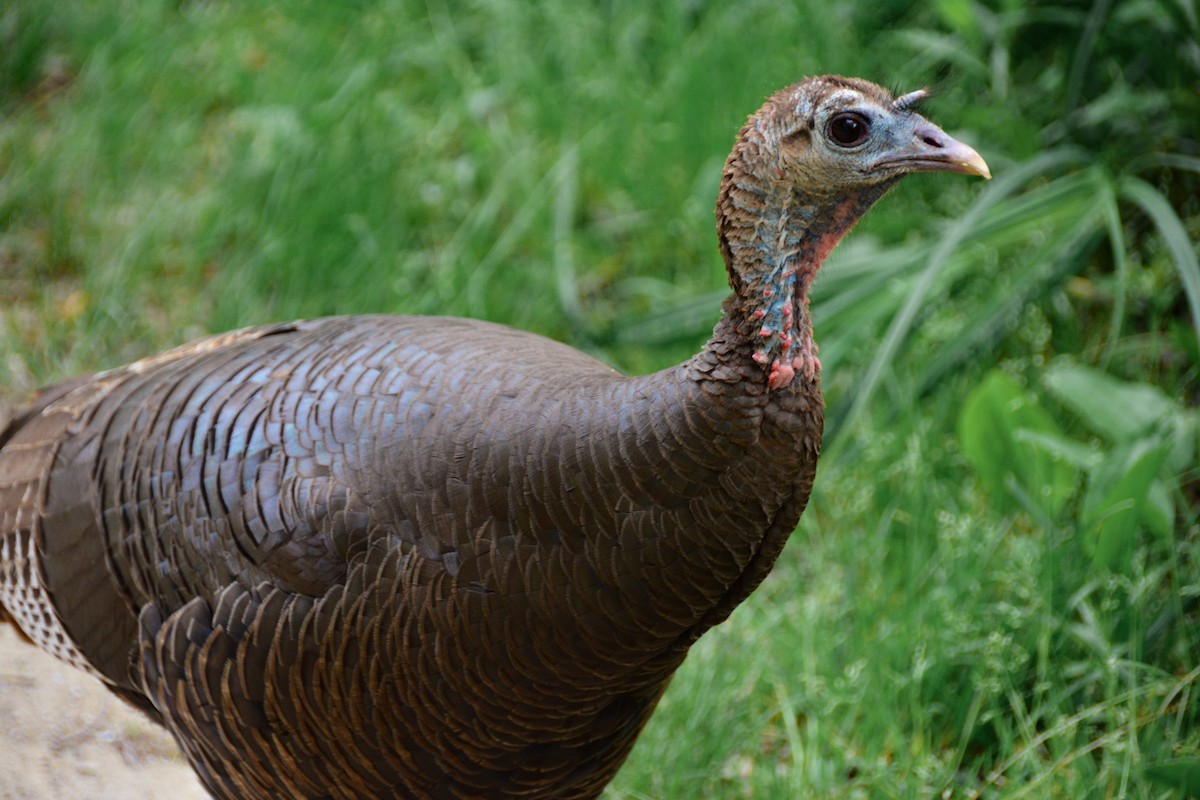 Wild Turkey - ML646695063