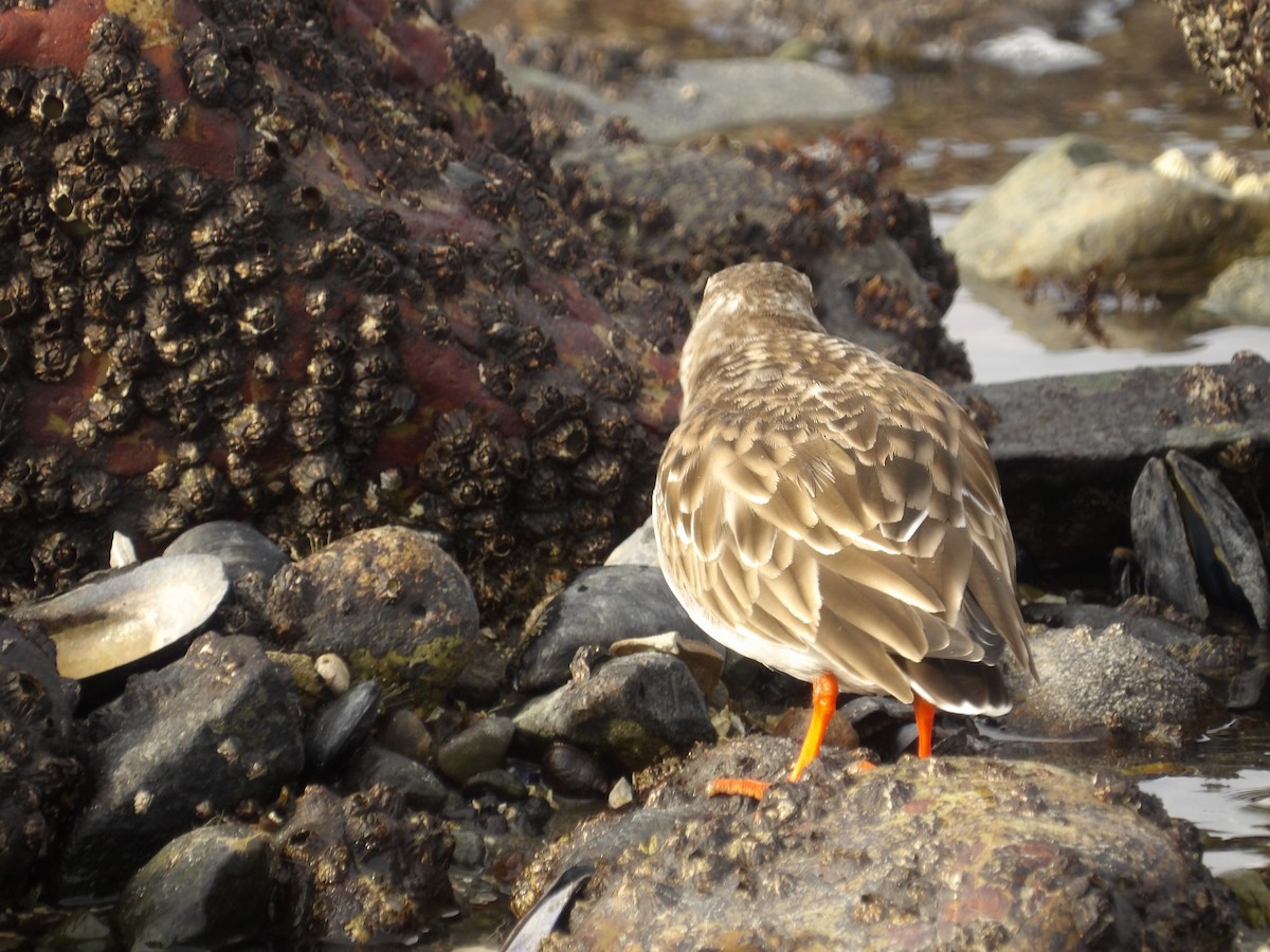 Ruddy Turnstone - ML646695064