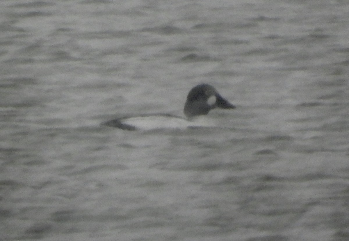 Porrón Osculado - ML646695068