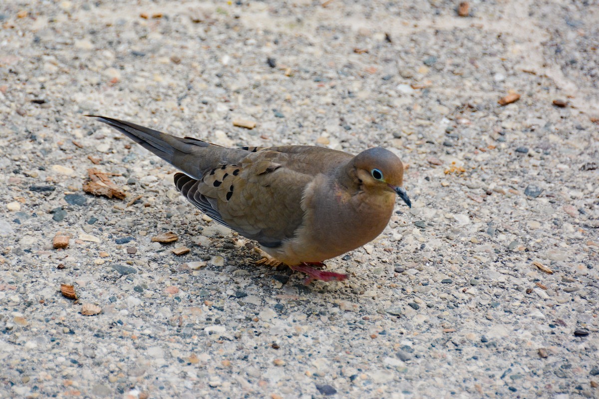 Mourning Dove - ML646695069