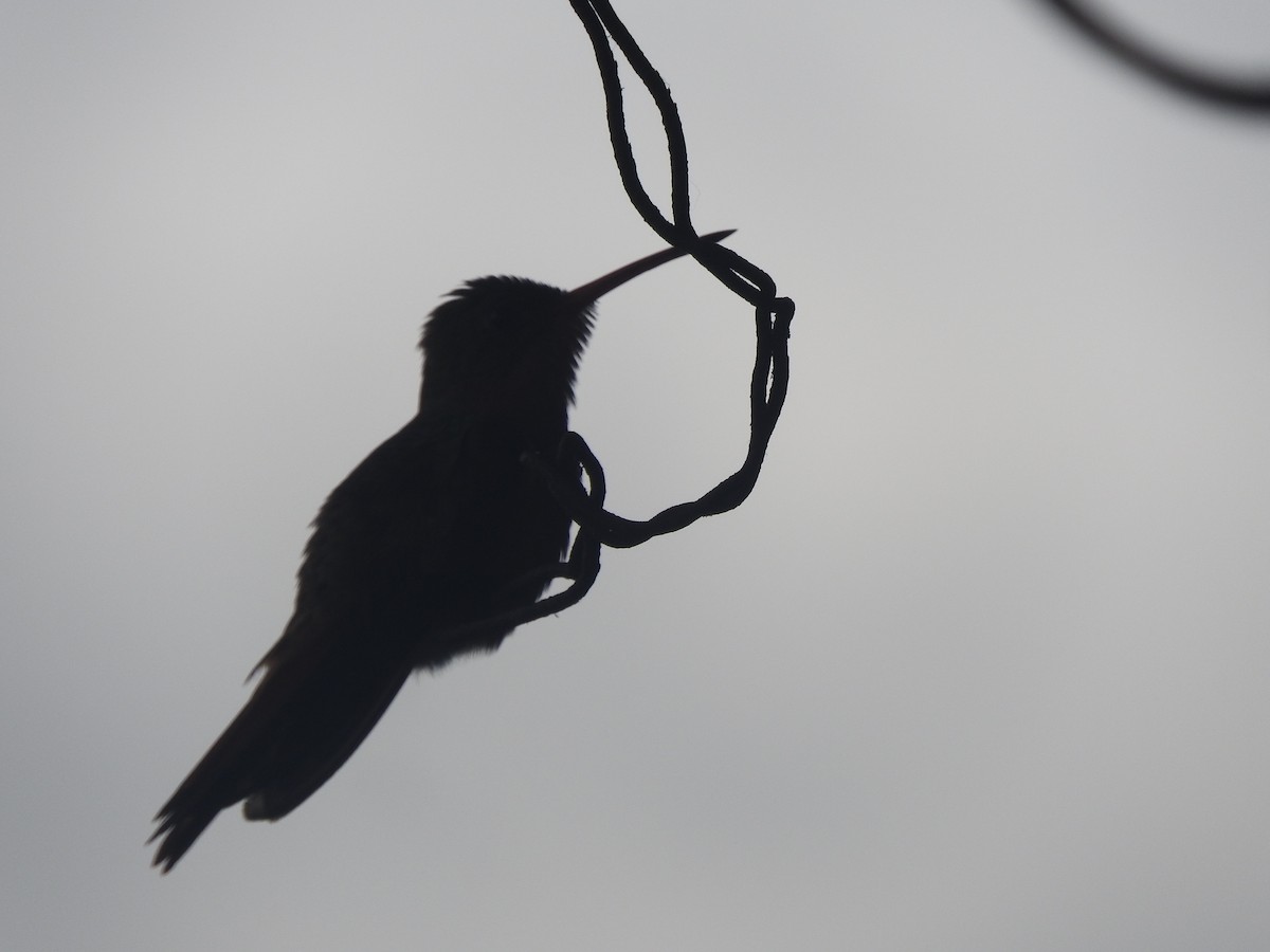 ニッケイハチドリ - ML646695078