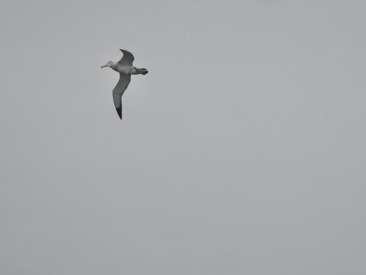 Albatros Real Meridional - ML646695086