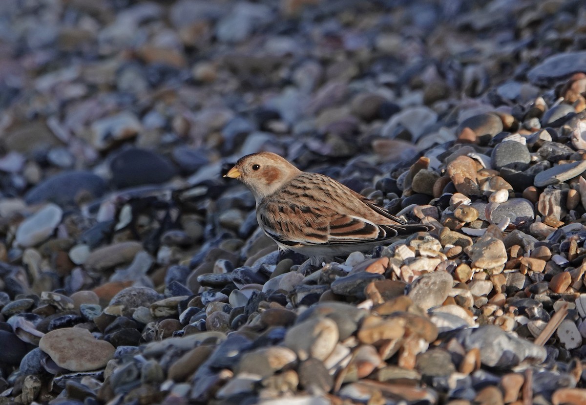 Snow Bunting - ML646695087