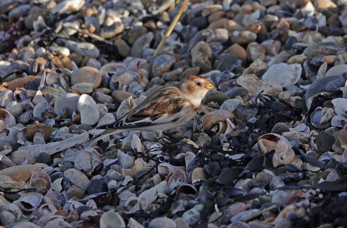 Snow Bunting - ML646695088