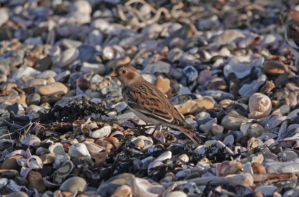 Snow Bunting - ML646695089