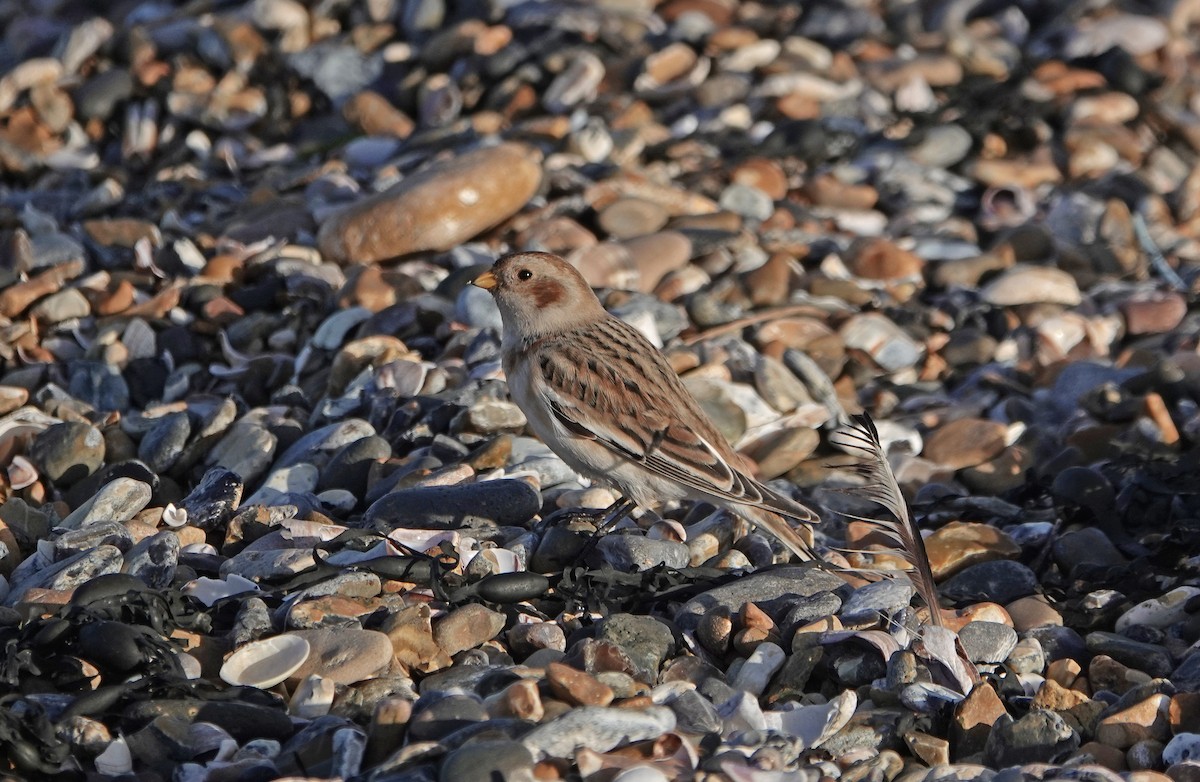 Snow Bunting - ML646695090
