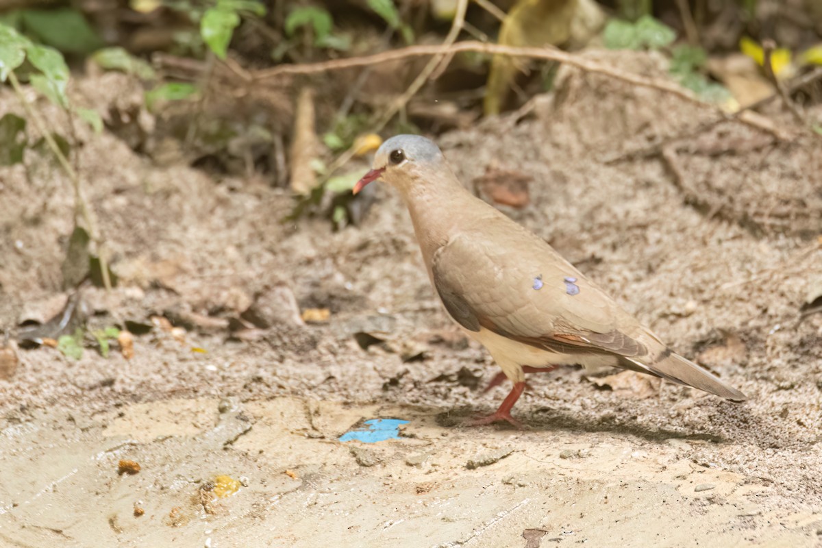 アオフバト - ML646695091