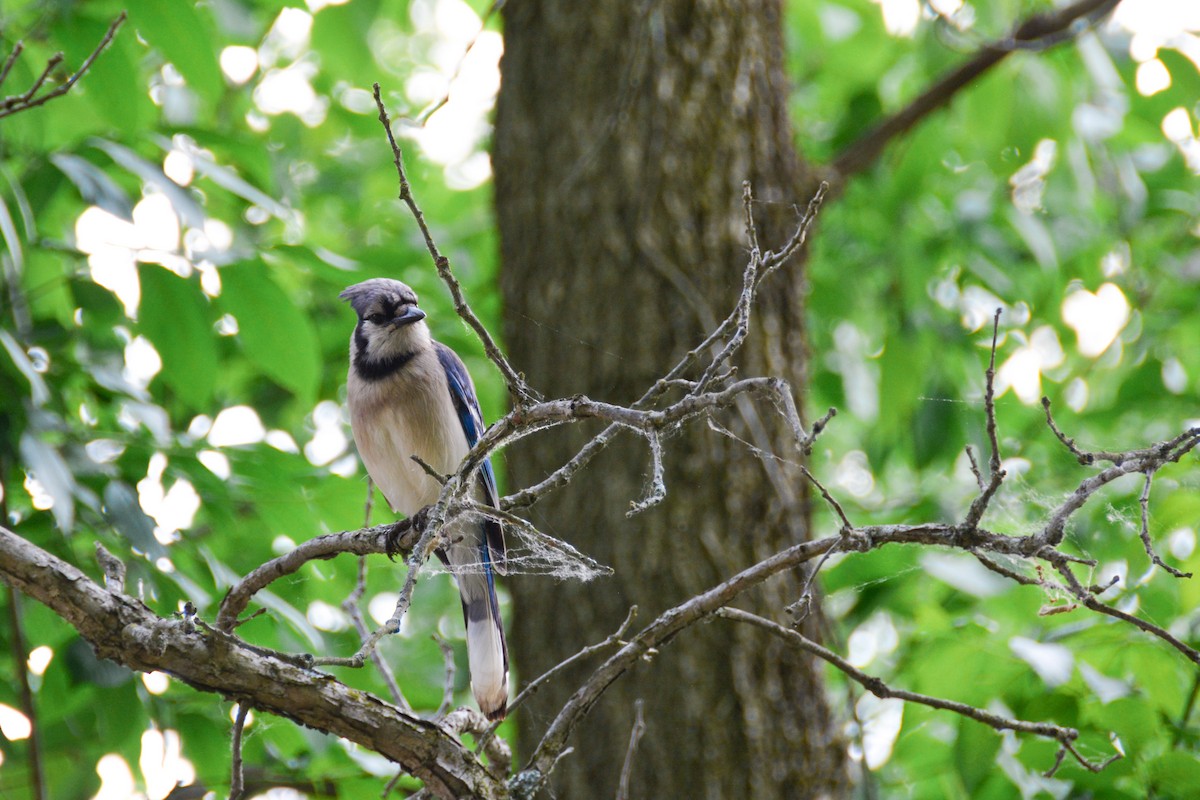 Blue Jay - ML646695092