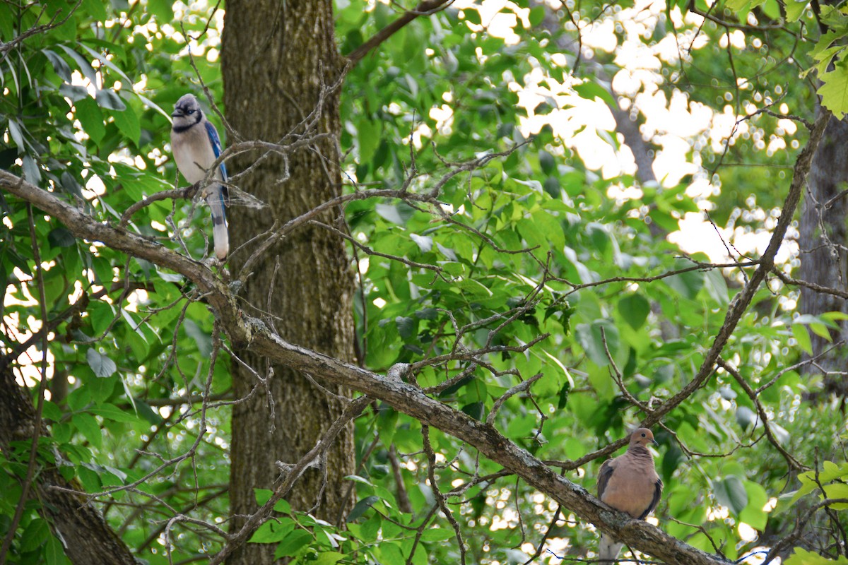 Blue Jay - ML646695093
