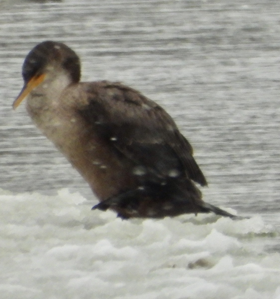 Cormorán Orejudo - ML646695094