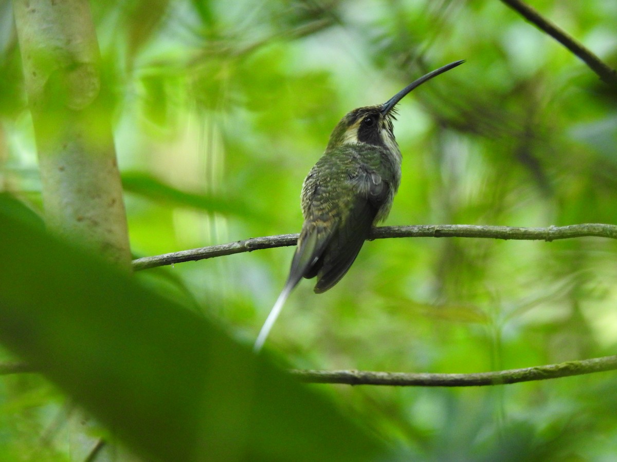 Scale-throated Hermit - ML646695096
