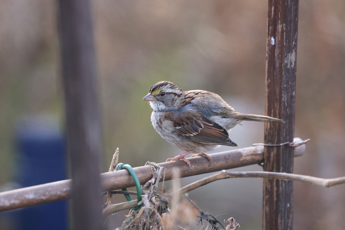 White-throated Sparrow - ML646695104