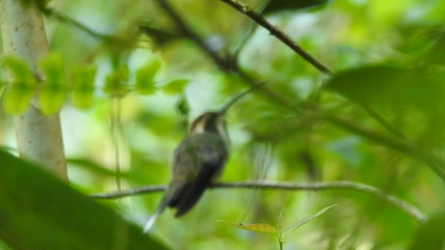 Scale-throated Hermit - ML646695105