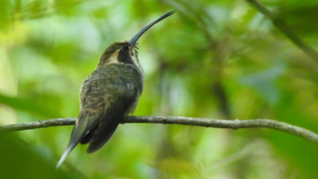 Scale-throated Hermit - ML646695119