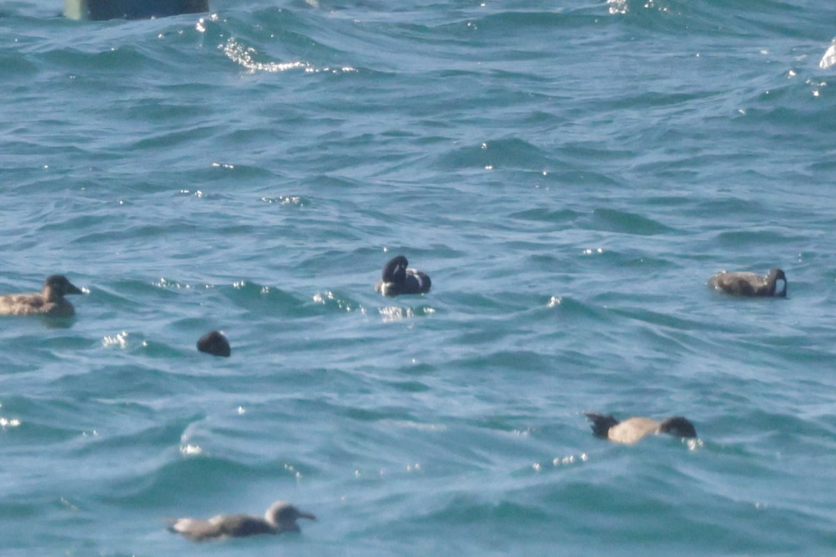 Хотгуужин чөрх - ML646695123